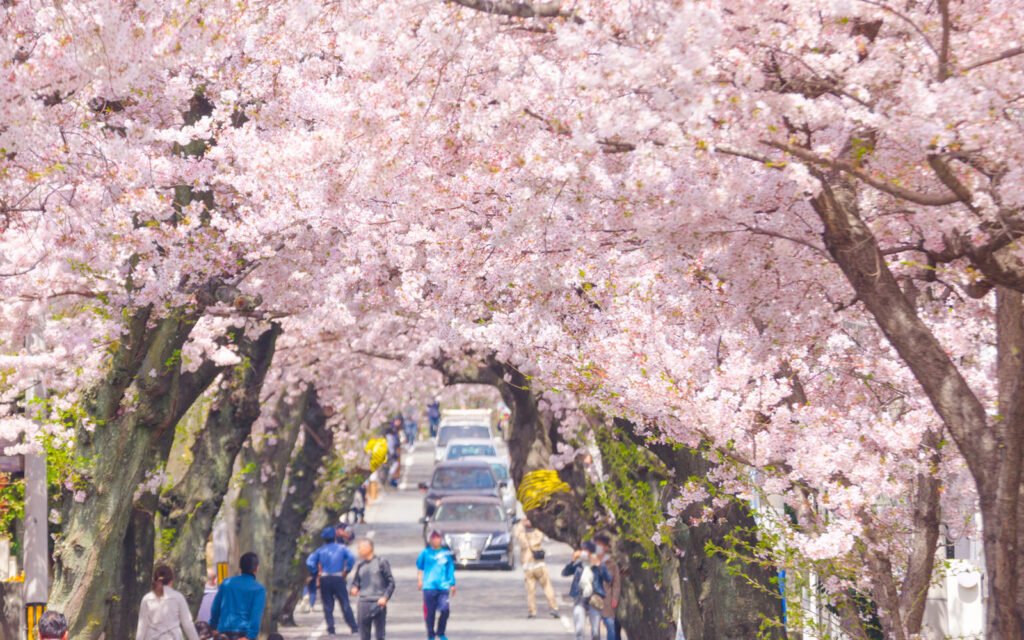 🏞️ 스마우라 산상유원(스마우라 산조유엔) 이미지 9